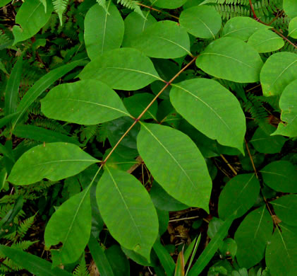 Poison Sumac