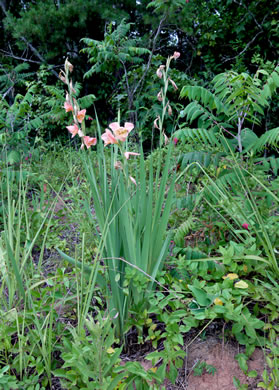 image of Gladiolus dalenii ssp. dalenii, Gladiolus