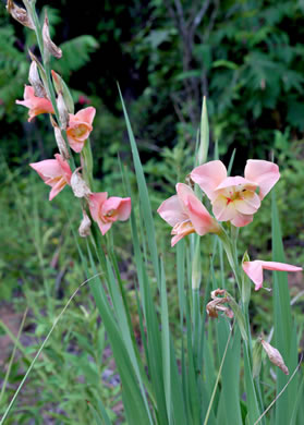 image of Gladiolus dalenii ssp. dalenii, Gladiolus