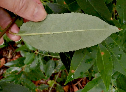 image of Prunus serotina var. serotina, Black Cherry, Eastern Wild Black Cherry, Bird Cherry