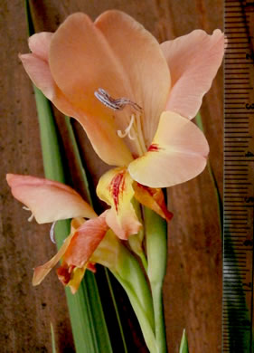 image of Gladiolus dalenii ssp. dalenii, Gladiolus