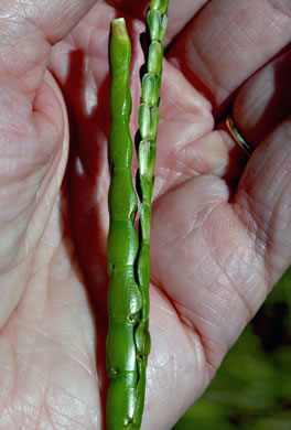 image of Tripsacum dactyloides var. dactyloides, Gama Grass, Eastern Gamagrass