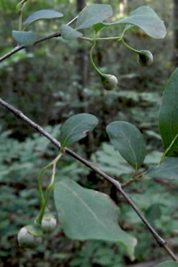 image of Styrax americanus var. americanus, American Storax, American Snowbell