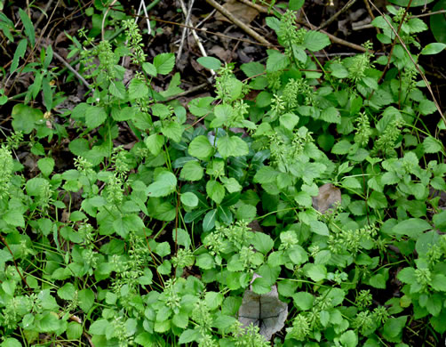 image of Clinopodium gracile, Slender Wild Basil, Slender Calamint