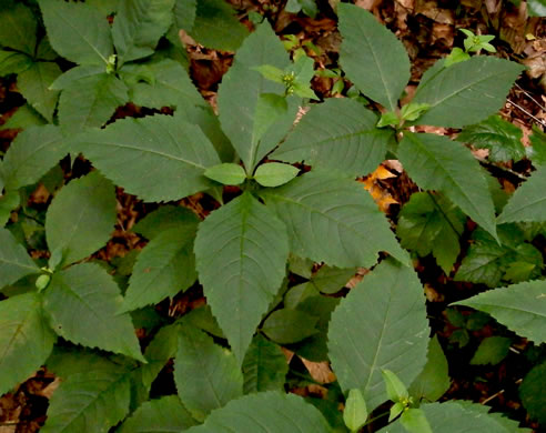 image of Coreopsis latifolia, Broadleaf Coreopsis, Broadleaf Tickseed