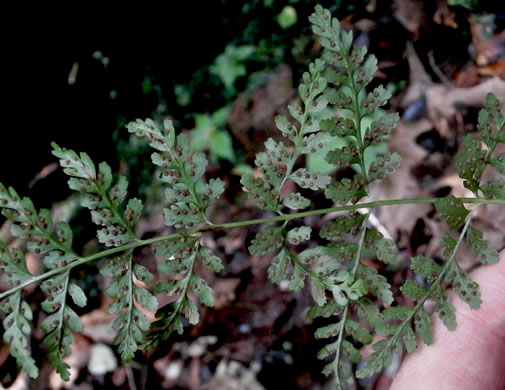 image of Cystopteris tenuis, Mackay's Bladder Fern, Mackay's Fragile Fern, Upland Bladder Fern