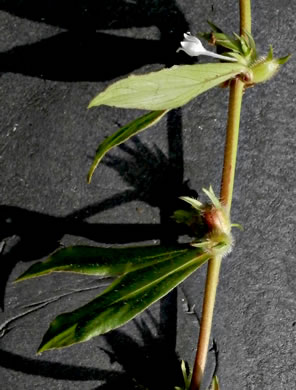 image of Diodia virginiana, Virginia Buttonweed, Large Buttonweed