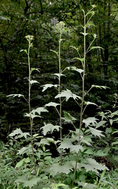 image of Arnoglossum atriplicifolium, Pale Indian-plantain