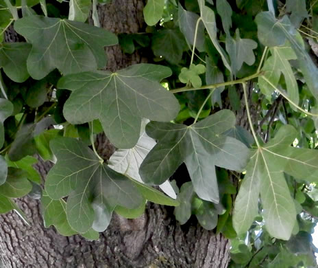 image of Ficus carica, Edible Fig, Garden Fig