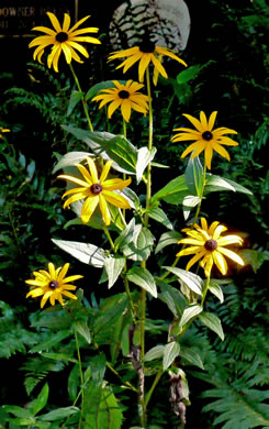 image of Rudbeckia fulgida, Common Eastern Coneflower, Orange Coneflower