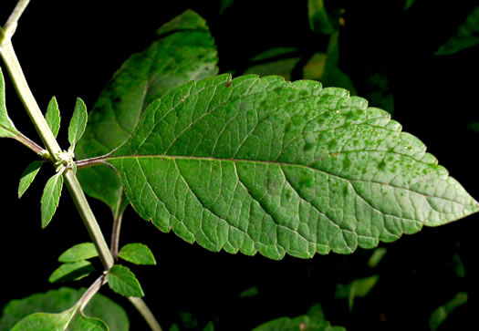 leaf or frond of Scutellaria incana var. punctata, Hoary Skullcap, Downy Skullcap