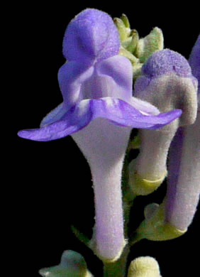 image of Scutellaria incana var. punctata, Hoary Skullcap, Downy Skullcap