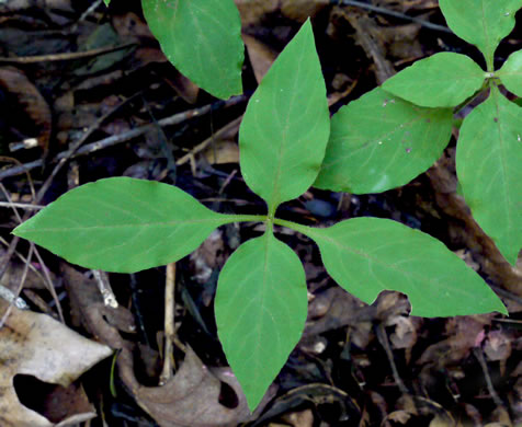 image of Stellaria pubera, Giant Chickweed, Star Chickweed, Great Chickweed, Common Starwort
