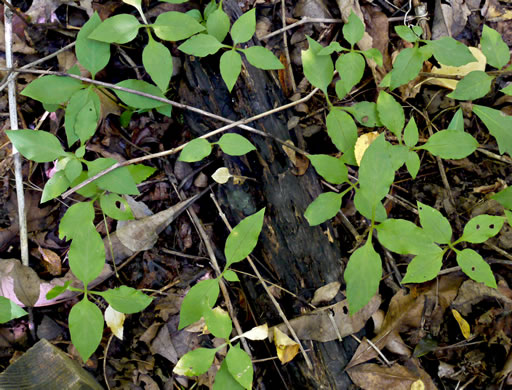 image of Stellaria pubera, Giant Chickweed, Star Chickweed, Great Chickweed, Common Starwort