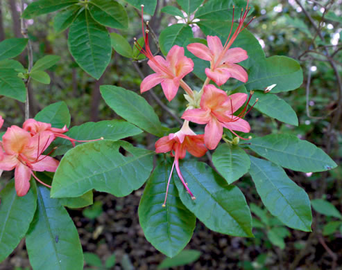 image of Rhododendron prunifolium, Plumleaf Azalea