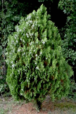 image of Platycladus orientalis, Oriental Arborvitae, Tree-of-life