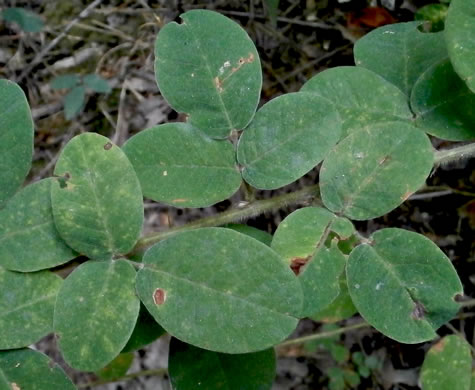 image of Lespedeza hirta +, Hairy Bush-clover, Hairy Lespedeza, Silvery Lespedeza