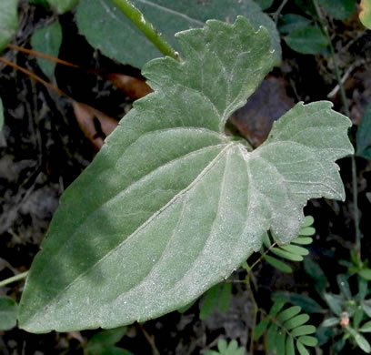 image of Viola sagittata, Arrowleaf Violet, Arrowhead Violet