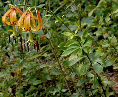 image of Lilium michauxii, Carolina Lily, Michaux’s Lily