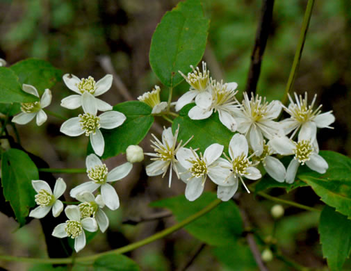 image of Clematis virginiana, Virgin's Bower