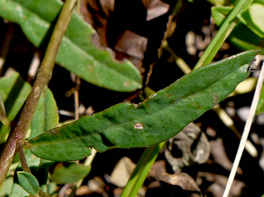 leaf or frond of Crotalaria purshii, Coastal Plain Rattlebox, Pursh's Rattlebox