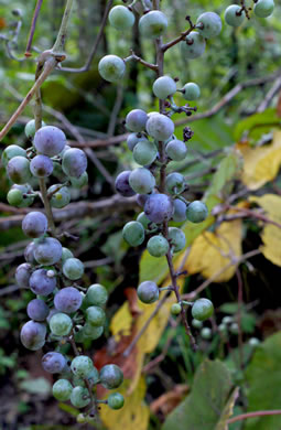 image of Vitis aestivalis var. aestivalis, Summer Grape