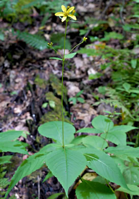 image of Coreopsis latifolia, Broadleaf Coreopsis, Broadleaf Tickseed