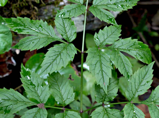 leaf or frond of Cicuta maculata var. maculata, Water Hemlock, Spotted Cowbane