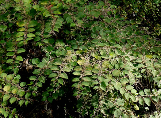 image of Reynoutria japonica var. japonica, Japanese Knotweed, Japanese Bamboo, Japanese Buckwheat