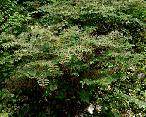 image of Reynoutria japonica, Japanese Knotweed, Japanese Bamboo, Japanese Buckwheat