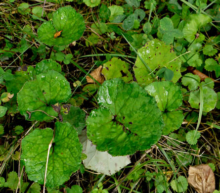 image of Tussilago farfara, Coltsfoot