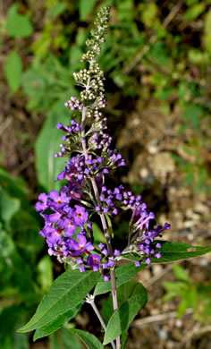 image of Buddleja davidii, Orange-eye Butterflybush, Summer-lilac