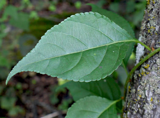 image of Celastrus orbiculatus, Oriental Bittersweet