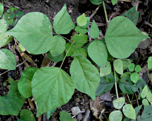 image of Hylodesmum glutinosum, Heartleaf Tick-trefoil, Clusterleaf Tick-trefoil, Pointedleaf Tick-Trefoil