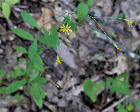 image of Hieracium paniculatum, Leafy Hawkweed, Panicled Hawkweed, Allegheny Hawkweed