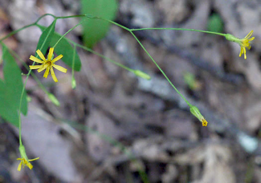 image of Hieracium paniculatum, Leafy Hawkweed, Panicled Hawkweed, Allegheny Hawkweed