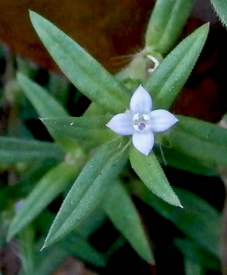 image of Hexasepalum teres, Poor-joe, Rough Buttonweed