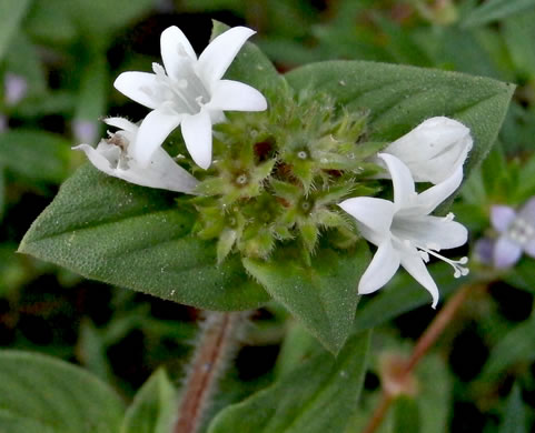 image of Richardia brasiliensis, Brazilian-clover, Tropical Mexican-clover, Tropical Richardia