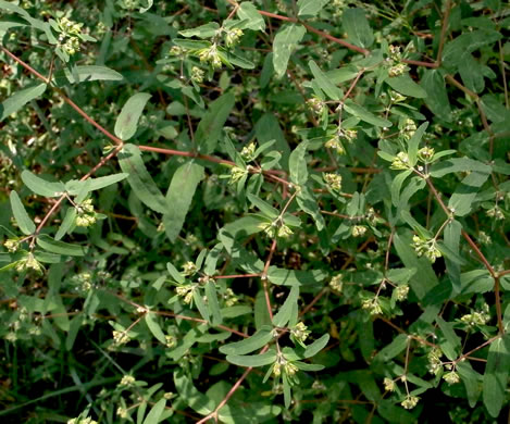 image of Croton glandulosus var. septentrionalis, Doveweed, Tooth-leaved Croton, Sand Croton