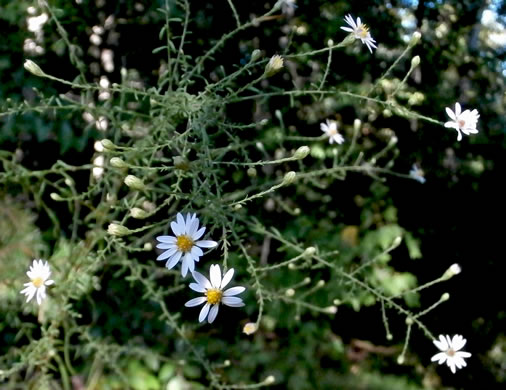 image of Symphyotrichum dumosum var. dumosum, Bushy Aster, Long-stalked Aster, Rice Button Aster