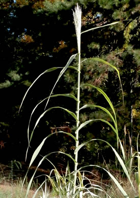 image of Arundo donax, Giant Reed