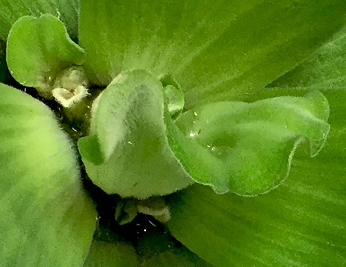 image of Pistia stratiotes, Water Lettuce