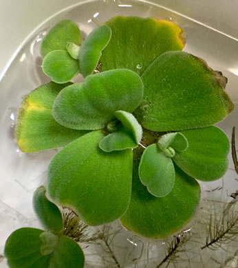 image of Pistia stratiotes, Water Lettuce