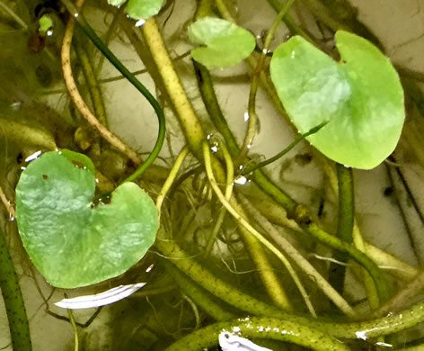 image of Nymphoides peltata, Yellow Floating Heart