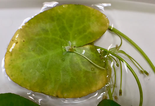 image of Nymphoides cristata, Crested Floating Heart, Water Snowflake