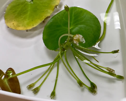 image of Nymphoides cristata, Crested Floating Heart, Water Snowflake