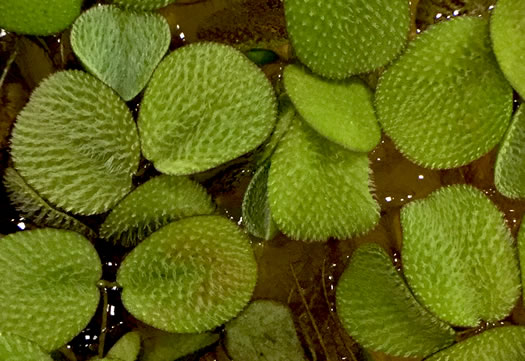 image of Salvinia minima, Water Spangles, Floating Fern