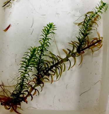 image of Egeria densa, Brazilian Waterweed, Brazilian Egeria, "Brazilian Elodea", "Anacharis"