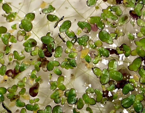 image of Lemna spp., Small Duckweed