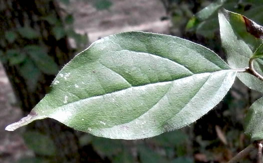 image of Swida asperifolia, Eastern Roughleaf Dogwood